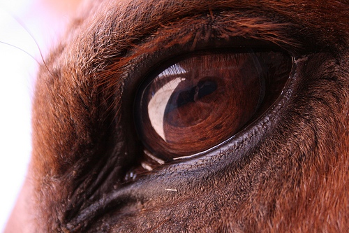 caballo el ojo